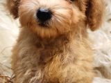 Uygun Üçret Ile  Toy Poodle