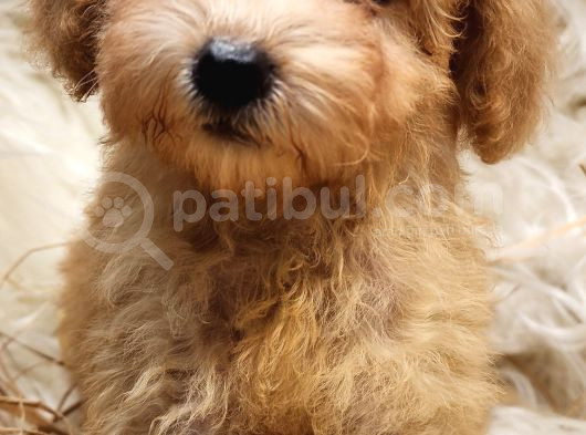 Uygun Üçret Ile  Toy Poodle görsel