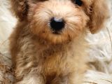 Uygun Üçret Ile  Toy Poodle