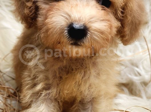Uygun Üçret Ile  Toy Poodle görsel