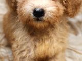 Uygun üçret ile  toy poodle