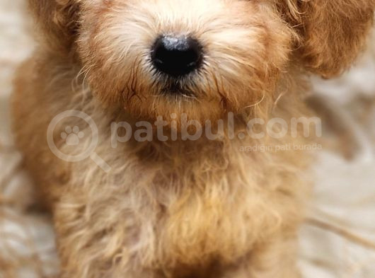 Uygun Üçret Ile  Toy Poodle