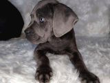 Blue Cane Corso Yavrularımız