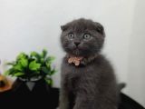 Güzeliilik Uysal Oyuncu Sevecen