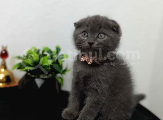 Güzeliilik Uysal Oyuncu Sevecen görsel