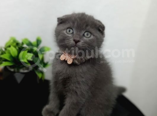 Güzeliilik Uysal Oyuncu Sevecen