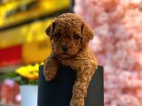Teacup 2 Kg Garanti̇si̇ Altinda Kirmizi Red Tooy Poodle 