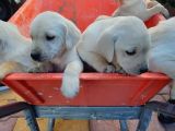 Labrador Yavrularımız A Kalite