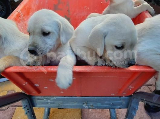 Labrador Yavrularımız A Kalite görsel