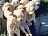 labrador Yavrularımız A Kalite