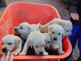 Labrador Yavrularımız A Kalite