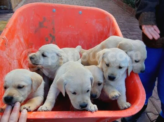 Labrador Yavrularımız A Kalite görsel