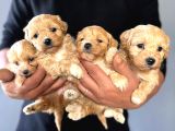 Teacup Maltipoo Yavrular