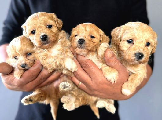 Teacup Maltipoo Yavrular görsel