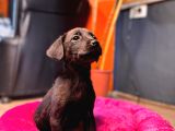 Safkan Labrador Retriever Yavrularımız