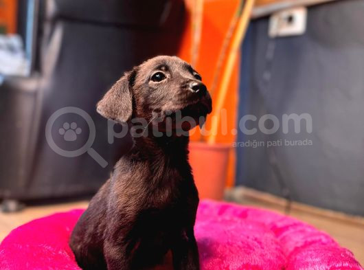Safkan Labrador Retriever Yavrularımız görsel