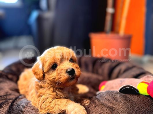 Teacup Maltipoo Yavrular