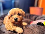 Teacup Maltipoo Yavrular