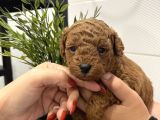 Redbrown Mini Kurabiyeler