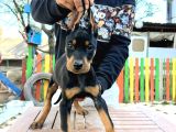 Ki̇ng Doberman Yavrularımız