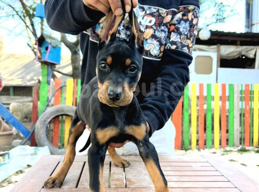 KİNG doberman Yavrularımız