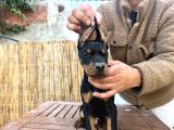 Doberman Yavruları