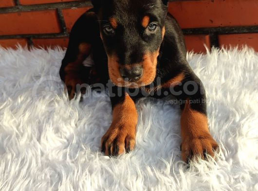 Estetikli A Kalite Doberman Yavrular görsel