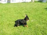 Estetikli a kalite Doberman yavrular