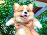 Özel Irk Corgi̇ Bebekleri̇mi̇z Di̇şi̇ Erkek