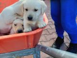 Labrador Yavrularımız A Kalite