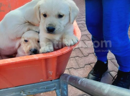 Labrador Yavrularımız A Kalite görsel