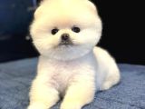 Efsane Teddy Bear