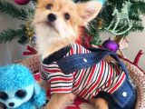 1 Dişi 1 Erkek Teacup Morkie Yavrularımız