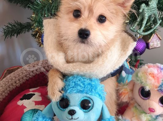 1 Dişi 1 Erkek Teacup Morkie Yavrularımız görsel