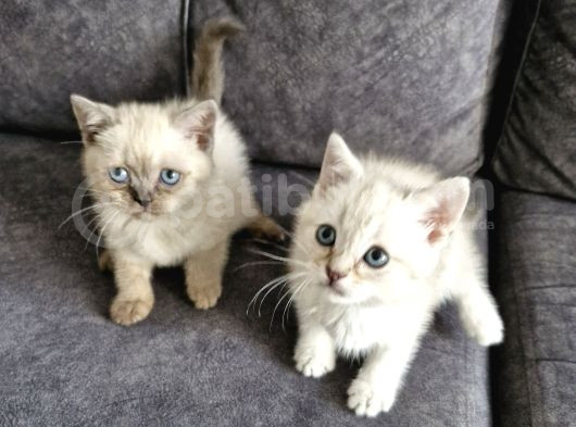 British Shorthair Güzellikler görsel