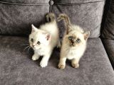 British Shorthair Güzellikler