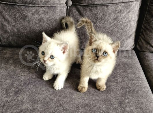 British Shorthair Güzellikler görsel