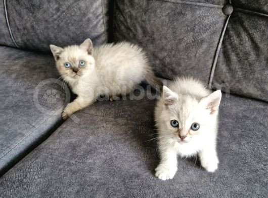 British Shorthair Güzellikler görsel