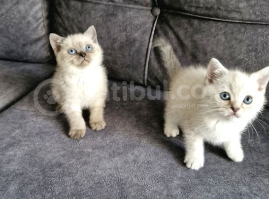 British Shorthair Güzellikler