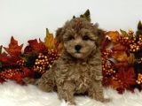 Red braw kıpkırmızı ev üretimi TOOY POODLE 