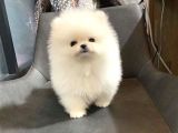 Ayı suratlı POMERRİAN BOO YAVRUMUZ 