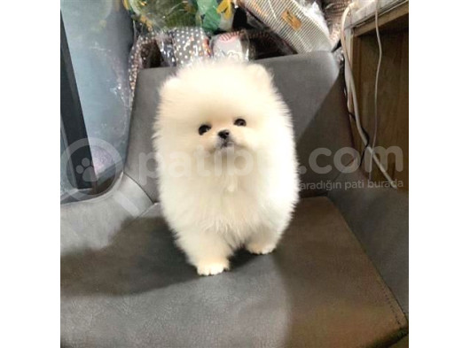 Ayı Suratlı Pomerri̇an Boo Yavrumuz 