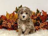 Kahve tonlu puppy kıvırcık tüylü MALTİPO CİNSİ 