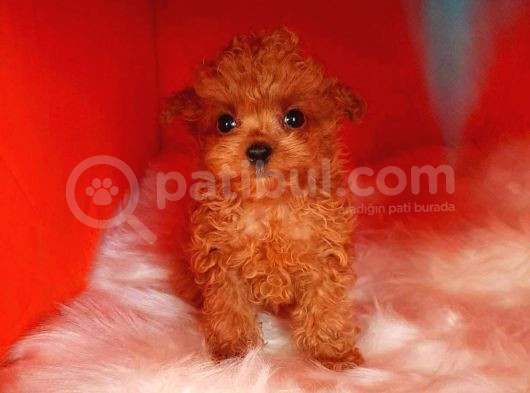 Red Braw Kıpkırmızı Ev Üretimi Tooy Poodle  görsel