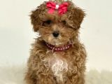 Kahve Tonlu Puppy Kıvırcık Tüylü Malti̇po Ci̇nsi̇ 
