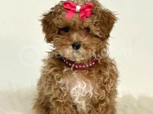 Kahve Tonlu Puppy Kıvırcık Tüylü Malti̇po Ci̇nsi̇  görsel