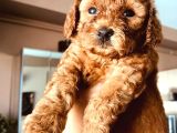 Kampanyalı Malzeme Hediyeli Poodle Yavruları