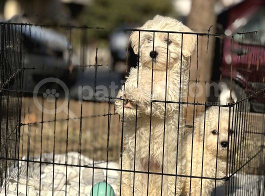 Kar Topu Maltese Bebekler