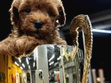 Kampanyalı Malzeme Hediyeli Poodle Yavruları