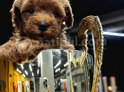 Kampanyalı Malzeme Hediyeli Poodle Yavruları görsel